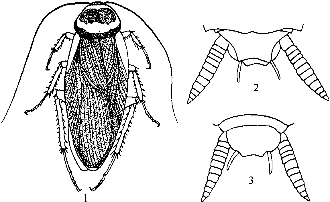 (一)大蠊屬